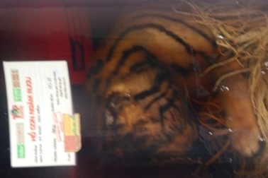 Phát hiện cá thể nghi là hổ con trong cửa hàng cao ngựa