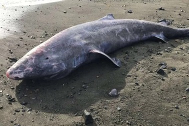 Cá mập 100 tuổi dạt vào bãi biển, khám nghiệm xác phát hiện điều bất thường