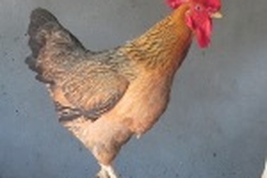 Hà Tĩnh: Kỳ lạ gà mái “biến” thành gà trống