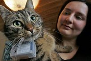 Mèo làm “phó nháy”