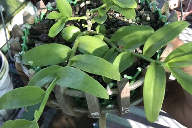 Phiên chợ hoa lan Bạch Tuyết 8 tỷ đồng, xôn xao dân chơi đất Bắc