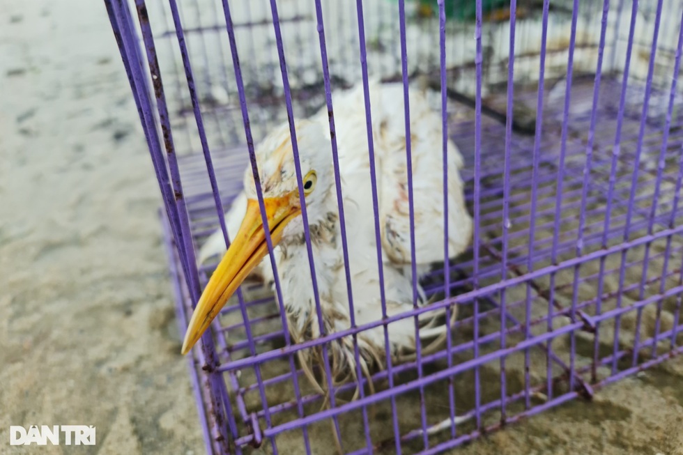 3 mối đe dọa hàng đầu đối với quần thể chim đều gắn với con người - 2 3 mối đe dọa hàng đầu đối với quần thể chim đều gắn với con người - 2