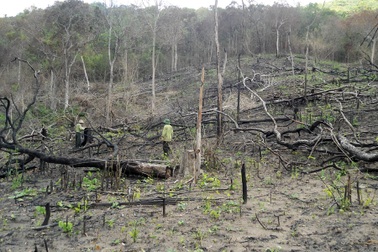 Để mất rừng diện tích lớn, 20 kiểm lâm bị… khiển trách, cảnh cáo!
