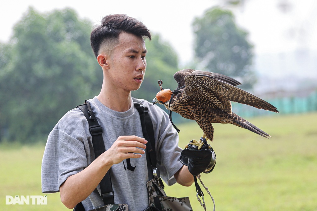 Dân chơi ở Hà Nội chi chục triệu đồng nuôi loài chim trinh sát trên không - 5 Dân chơi ở Hà Nội chi chục triệu đồng nuôi loài chim trinh sát trên không - 5