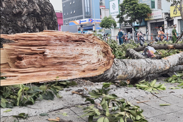 Người đàn ông nguy kịch vì nhánh cây ở TPHCM rơi trúng đầu