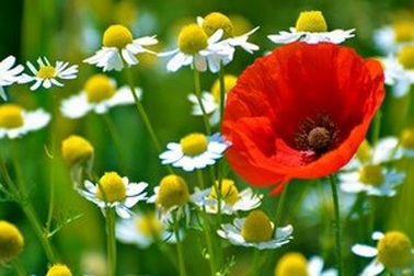 Mang màu sắc thiên nhiên tuyệt đẹp đến với desktop