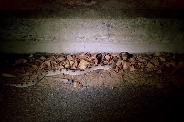 Rắn chàm quạp xuất hiện bên lề đường ở thành phố Phan Thiết, Bình Thuận