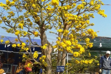 Mai cổ, tiền tỉ không bán 