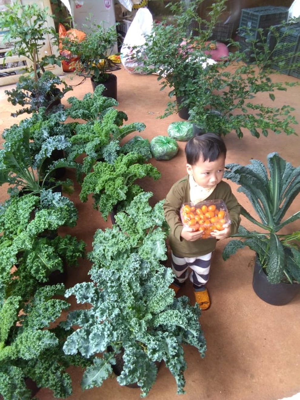 Vườn dược liệu chữa bệnh cho gia đình của mẹ đảm Đắk Nông - 11 Vườn dược liệu chữa bệnh cho gia đình của mẹ đảm Đắk Nông - 11