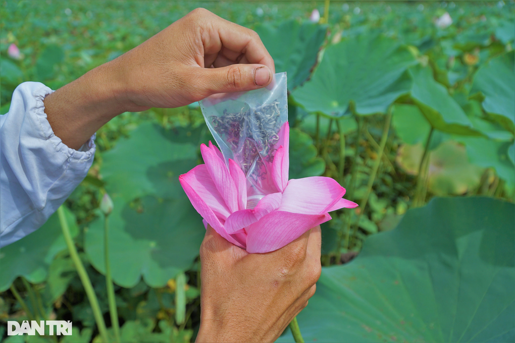 Đưa trà nuôi trong bông sen giữa đầm xuất ngoại, thu lãi khủng - 2 Đưa trà nuôi trong bông sen giữa đầm xuất ngoại, thu lãi khủng - 2
