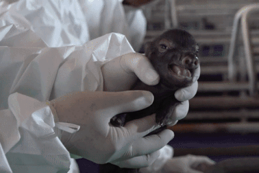 Việt Nam nhân bản thành công giống lợn tưởng đã tuyệt chủng từ mẩu mô tai