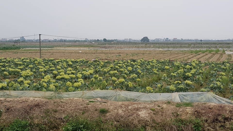 Xót xa cảnh súp lơ nở hoa, cà chua thối rữa đầy đồng giữa tâm dịch Hải Dương - 9