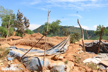 Rộ nạn "vàng tặc", Tỉnh ủy Quảng Nam ra chỉ đạo nóng