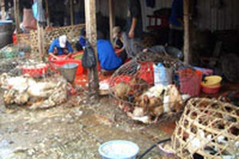 Hải Dương công bố dịch