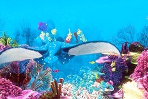 Ngất ngây với vẻ đẹp kỳ ảo của những "vườn hoa" dưới đáy biển