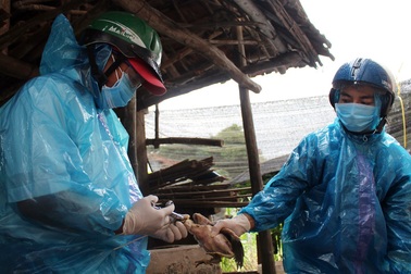 Tiêm hơn 180.000 liều vắc-xin trên đàn gia cầm để khống chế dịch cúm A/H5N6