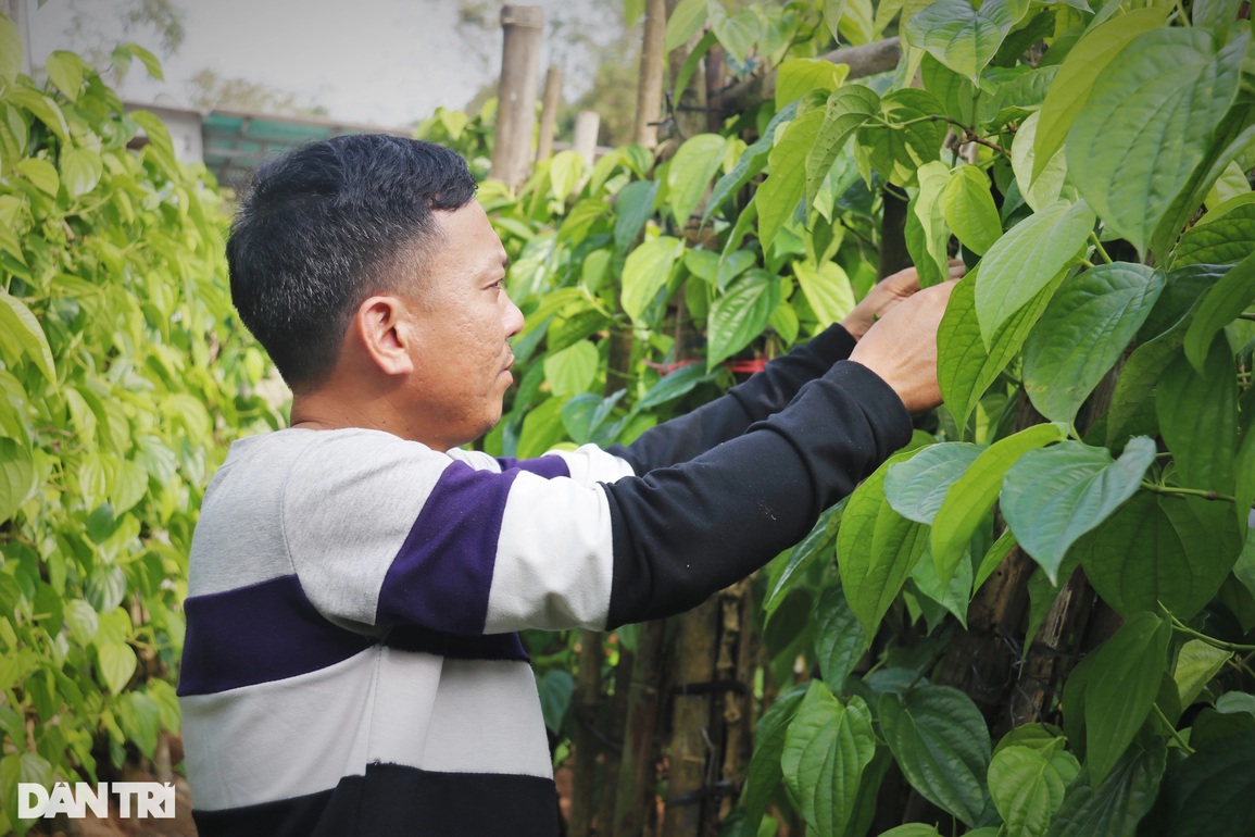 Trầu không tiến vua đắt như tôm tươi, người trồng hái lá đếm tiền - 6 Trầu không tiến vua đắt như tôm tươi, người trồng hái lá đếm tiền - 6