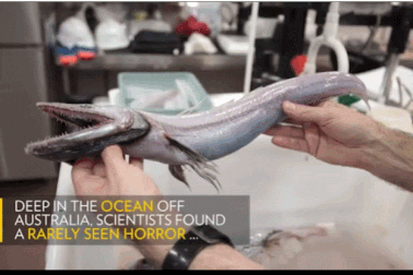 Úc: Bắt được “quái ngư” có hàm răng kì dị ở vực sâu 4.000m