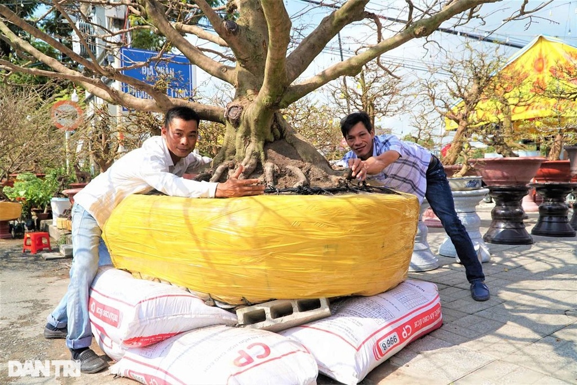 Cụ mai trăm tuổi có bộ đế siêu khủng, hai người đàn ông ôm không hết - 6 Cụ mai trăm tuổi có bộ đế siêu khủng, hai người đàn ông ôm không hết - 6