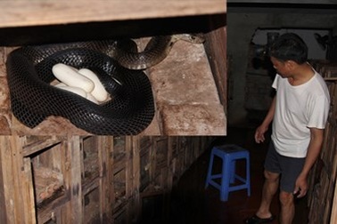 Nỗi lo của làng rắn trăm tỷ