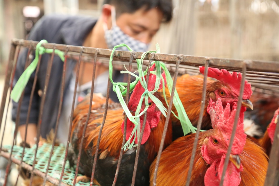 Cận Tết, người làm nghề bán hàng chợ gia cầm lớn nhất miền Bắc vào vụ - 4 Cận Tết, người làm nghề bán hàng chợ gia cầm lớn nhất miền Bắc vào vụ - 4
