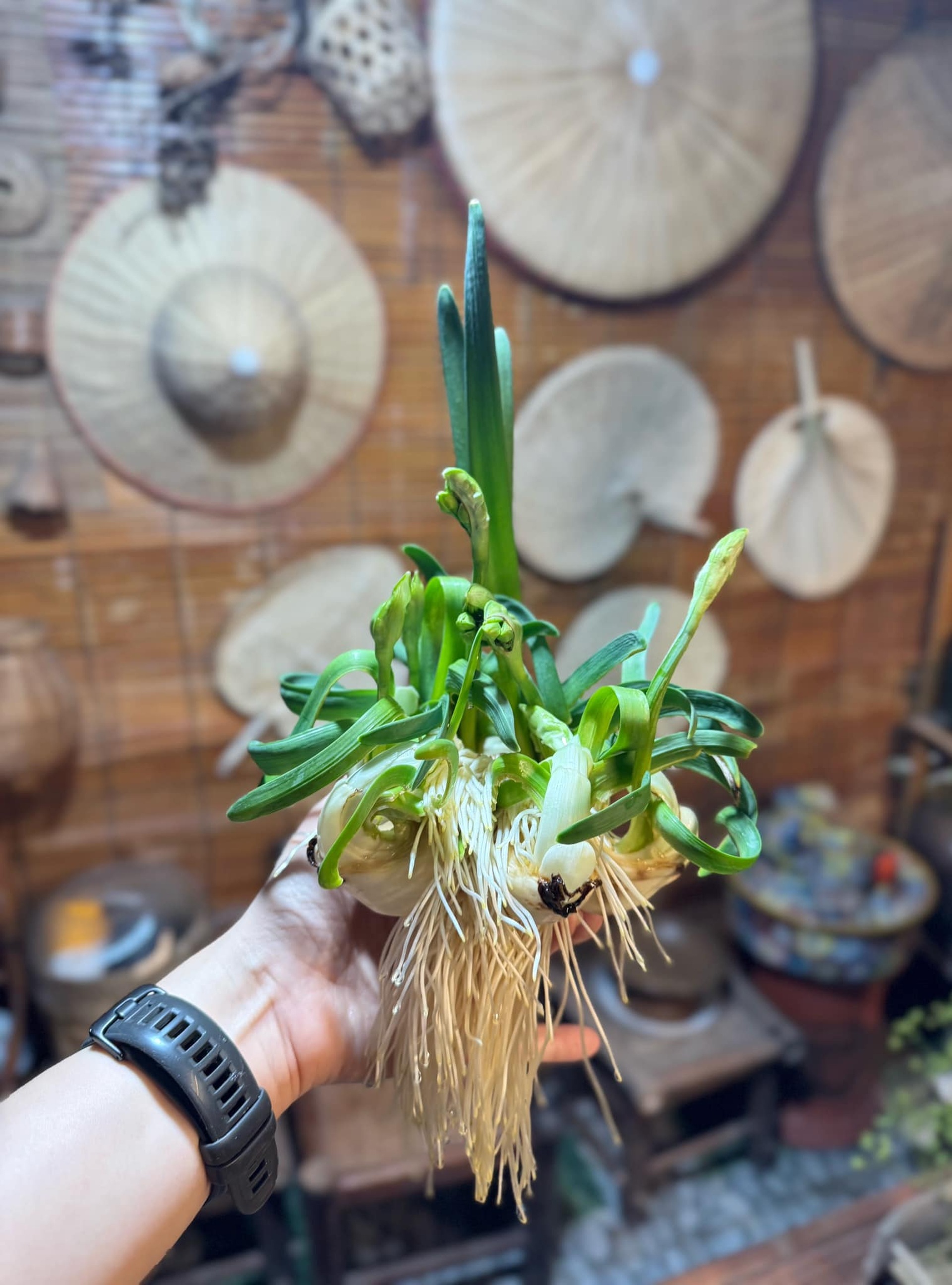 Kỳ công thú chơi hoa nhà giàu, canh thời gian nở đúng đêm giao thừa - 7 Kỳ công thú chơi hoa nhà giàu, canh thời gian nở đúng đêm giao thừa - 7