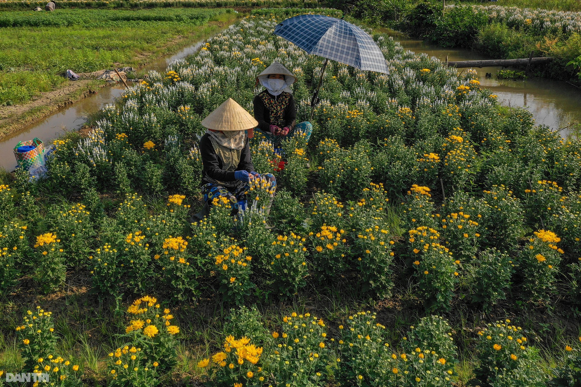 Làng hoa lớn nhất miền Tây vào vụ Tết - 4