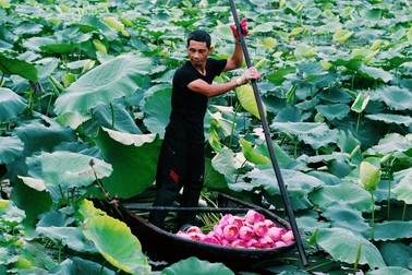 Trồng sen bán lá cho thu nhập cao