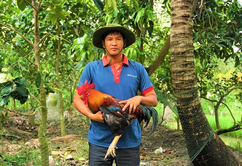 Bí thư xã đoàn sống khỏe nhờ nghề tay trái nuôi gà bằng thảo dược - 1 Bí thư xã đoàn sống khỏe nhờ nghề tay trái nuôi gà bằng thảo dược - 1