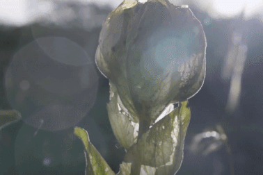 Hoa mọc trên núi đá được đại gia Việt săn lùng với giá trăm triệu đồng/kg