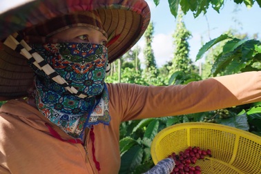 Người trồng cà phê Đắk Lắk vững tin vào cây cà phê