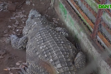 Con cá sấu hơn 200kg trong rừng tràm ở Hậu Giang