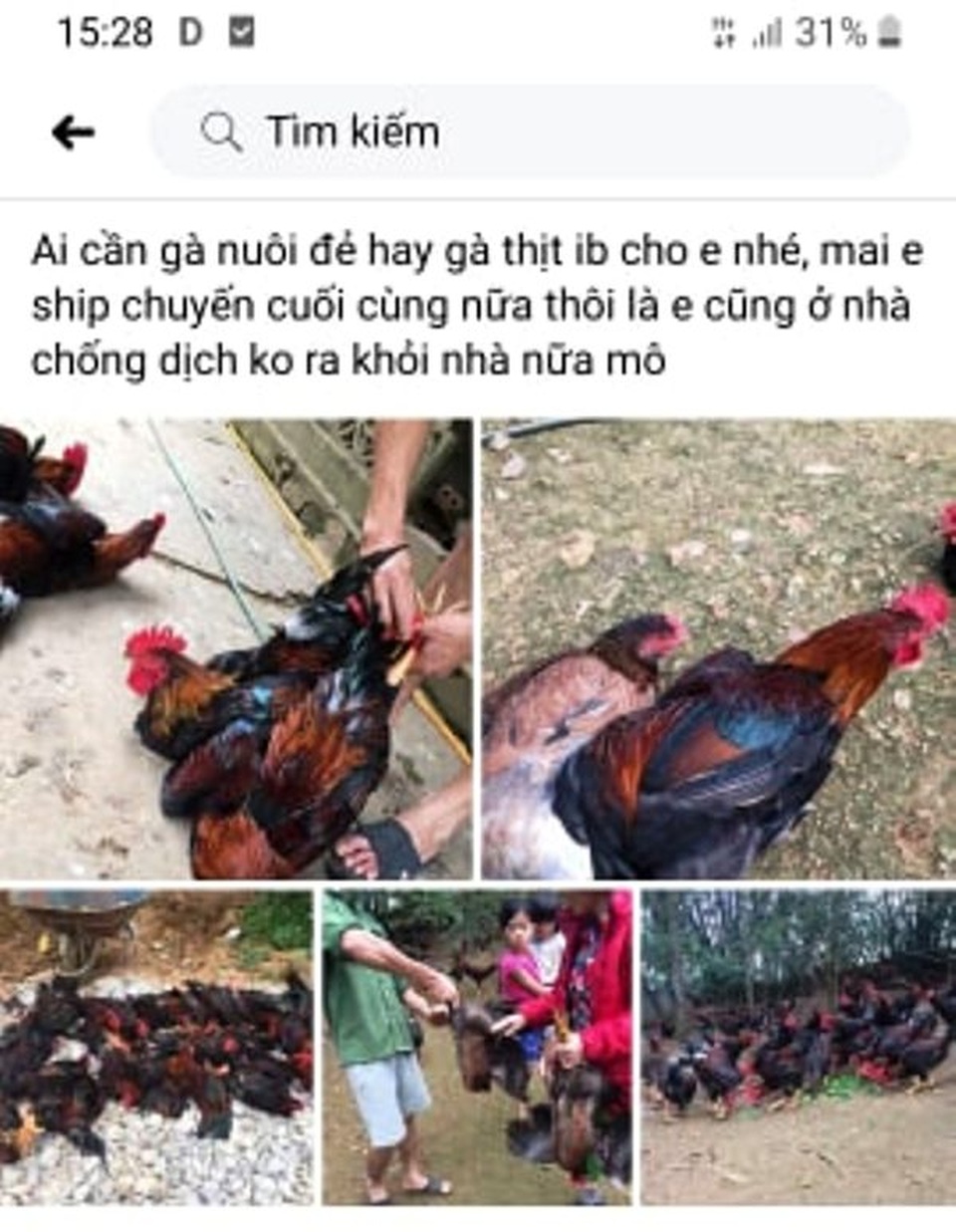 Người chăn nuôi “điêu đứng” vì giá gà thịt giảm chưa từng có - 4 Người chăn nuôi “điêu đứng” vì giá gà thịt giảm chưa từng có - 4