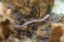 Phát hiện "rồng con" trong hang động, 7 năm không ăn gì vẫn sống sót