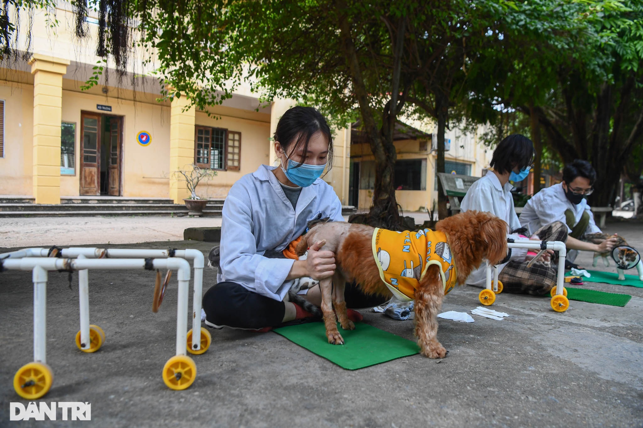 Phòng khám đặc biệt của bà giáo 88 tuổi điều trị miễn phí cho chó mèo - 11 Phòng khám đặc biệt của bà giáo 88 tuổi điều trị miễn phí cho chó mèo - 11