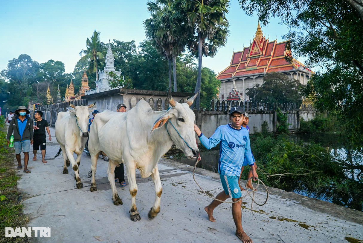 View - Hội đua bò Bảy Núi nhộn nhịp từ 2h sáng | Báo Dân trí