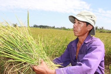 Lúa chết vì hạn mặn, nông dân quặn lòng cắt cho bò ăn