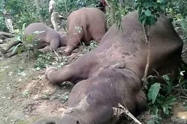 Đáng thương hình ảnh cả gia đình voi bị điện giật chết