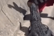 Trêu chọc cá sấu để quay video "câu view", thanh niên nhận cái kết đau đớn