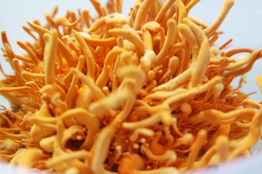 Đông trùng hạ thảo và ma trận “vàng mềm”