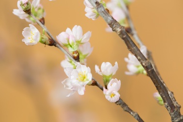 Anh Đào Sakura nhập khẩu Nhật  - thú chơi Hoa Tết xa xỉ hút khách