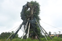 Cây đa 200 tuổi nặng 120 tấn hồi sinh sau hơn một năm bị đổ