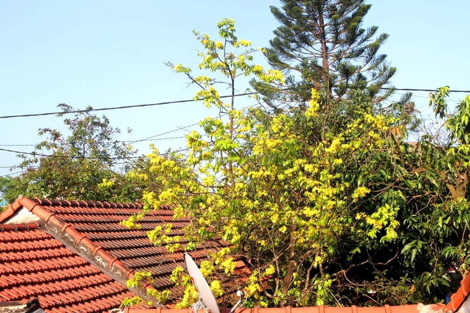 Thừa Thiên Huế vận động người dân trồng mai vàng trước ngõ - 2 Thừa Thiên Huế vận động người dân trồng mai vàng trước ngõ - 2