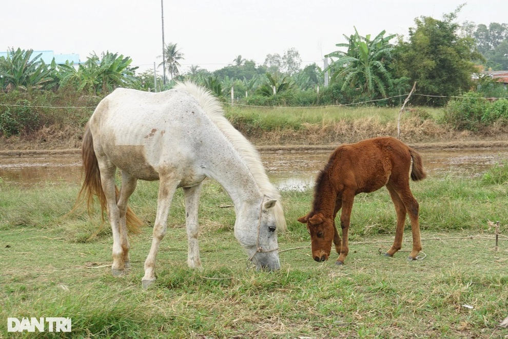 Đàn ngựa độc nhất vô nhị ở miền Tây, nuôi nhàn và thu lãi cao - 3 Đàn ngựa độc nhất vô nhị ở miền Tây, nuôi nhàn và thu lãi cao - 3