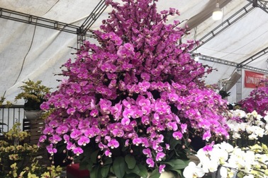 Lào Cai: Lan, đào, quất "phô diễn" tại chợ biên giới với giá rẻ bất ngờ!