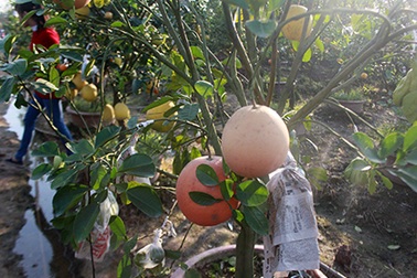 Hà Nội: Rộ mốt chơi cây ngũ quả có giá nghìn đô dịp Tết