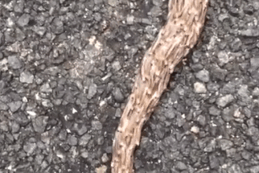 Video: Sinh vật khổng lồ bí ẩn gớm ghiếc bò sang đường