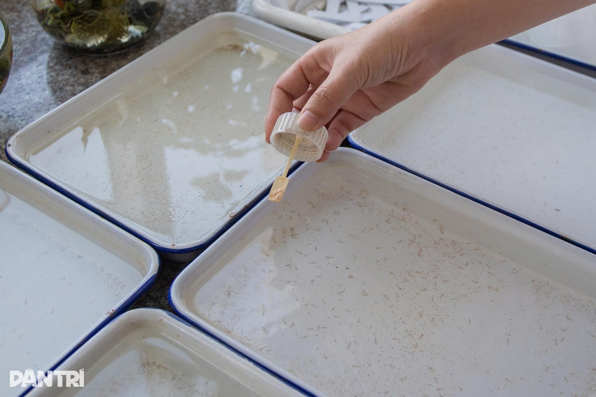 ហាណូយ៖ ចូលដល់កន្លែងចិញ្ចឹមមូសរាប់ពាន់ក្បាល ដើម្បីរកអាវុធការពារជំងឺគ្រុនឈាម - 7 Hà Nội: Vào nơi nuôi hàng nghìn con muỗi tìm vũ khí chặn sốt xuất huyết - 7