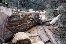 Kỷ luật 8 cán bộ liên quan vụ 50ha rừng pơ mu bị tàn phá