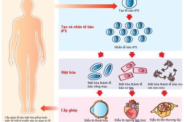 Bước tiến trong nghiên cứu tế bào gốc trên thế giới